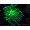 WYSIWYG Euphyllia glabrescens (Maricultura aclimatada bajo LED) 8I5