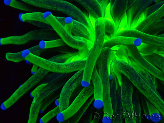 WYSIWYG Euphyllia glabrescens (unter LED angepasste Marikultur) 8I5
