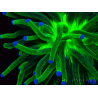 WYSIWYG Euphyllia glabrescens (Maricultura aclimatada bajo LED) 8I5