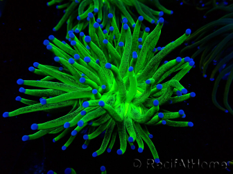 WYSIWYG Euphyllia glabrescens (Mariculture acclimated under LED) 8I6
