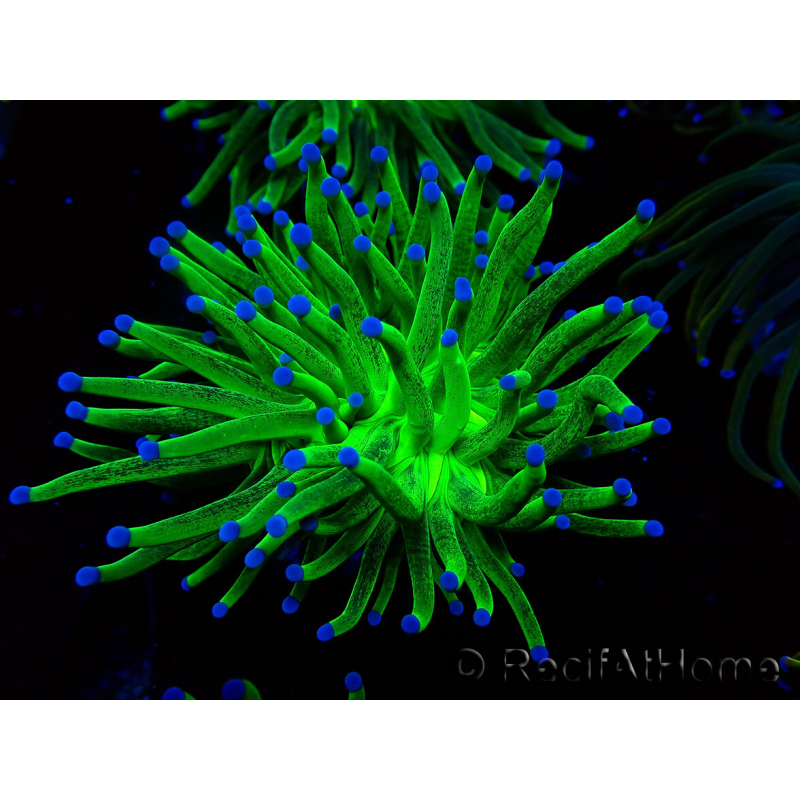 WYSIWYG Euphyllia glabrescens (Maricoltura acclimatata sotto LED) 8I6