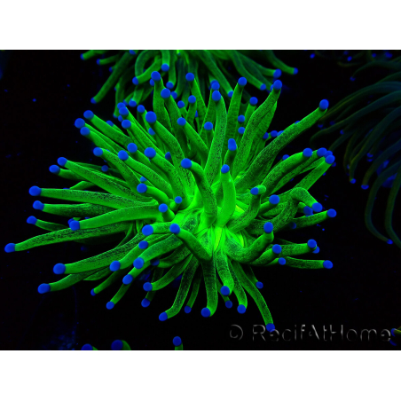 WYSIWYG Euphyllia glabrescens (Mariculture acclimaté sous LED) 8I6