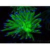 WYSIWYG Euphyllia glabrescens (Marikultur unter LED akklimatisiert) 8I6