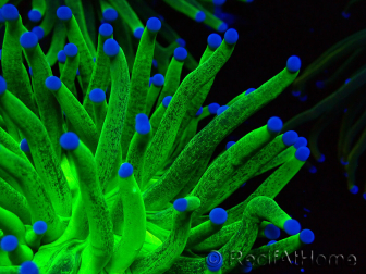 WYSIWYG Euphyllia glabrescens (Marikultur unter LED akklimatisiert) 8I6