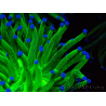 WYSIWYG Euphyllia glabrescens (Mariculture acclimaté sous LED) 8I6