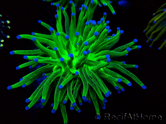WYSIWYG Euphyllia glabrescens (Maricultura aclimatada bajo LED) 8J1