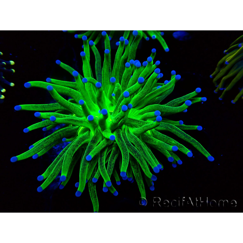 WYSIWYG Euphyllia glabrescens (Mariculture acclimaté sous LED) 8J1