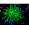 WYSIWYG Euphyllia glabrescens (Maricultura aclimatada bajo LED) 8J1