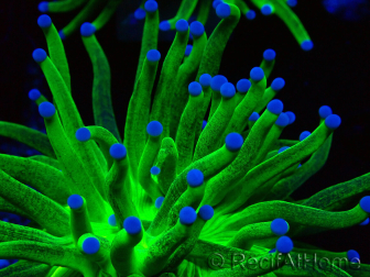 WYSIWYG Euphyllia glabrescens (Maricultura aclimatada bajo LED) 8J1