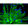 WYSIWYG Euphyllia glabrescens (Mariculture acclimated under LED) 8J1