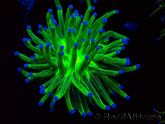 WYSIWYG Euphyllia glabrescens (Maricultura aclimatada bajo LED) 8J2
