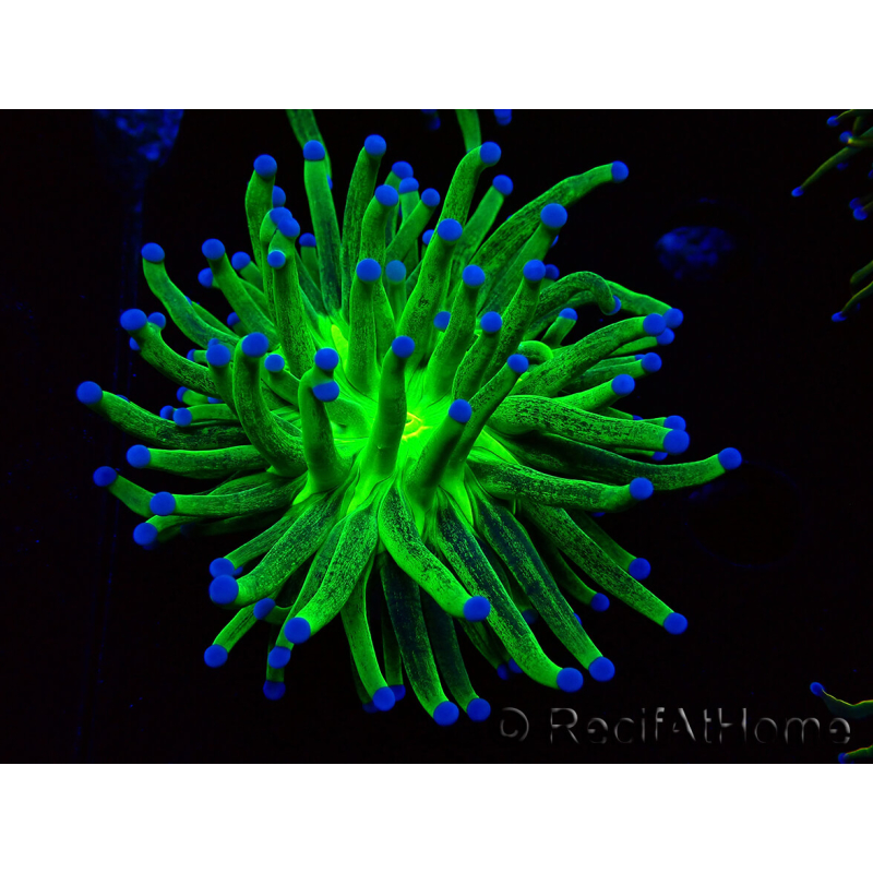 WYSIWYG Euphyllia glabrescens (Maricultura aclimatada bajo LED) 8J2