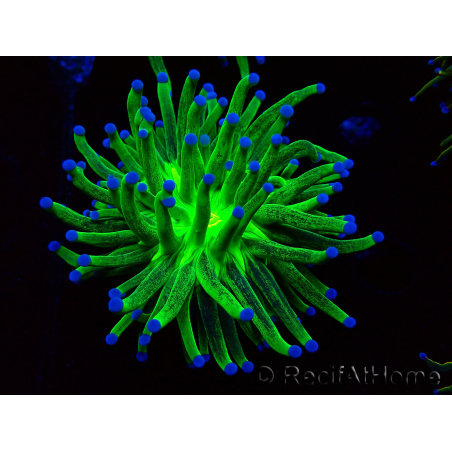 WYSIWYG Euphyllia glabrescens (Mariculture acclimaté sous LED) 8J2
