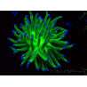 WYSIWYG Euphyllia glabrescens (Mariculture acclimaté sous LED) 8J2