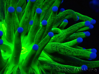 WYSIWYG Euphyllia glabrescens (Maricultura aclimatada bajo LED) 8J2