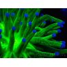 WYSIWYG Euphyllia glabrescens (Maricultura aclimatada bajo LED) 8J2