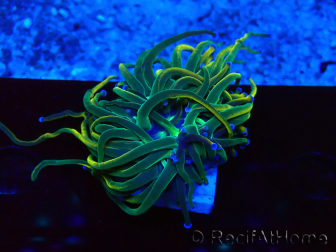 WYSIWYG Euphyllia glabrescens (Marikultur unter LED akklimatisiert) 8J3