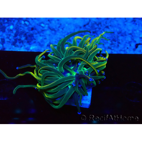 WYSIWYG Euphyllia glabrescens (Marikultur unter LED akklimatisiert) 8J3