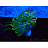WYSIWYG Euphyllia glabrescens (Maricoltura acclimatata sotto LED) 8J3