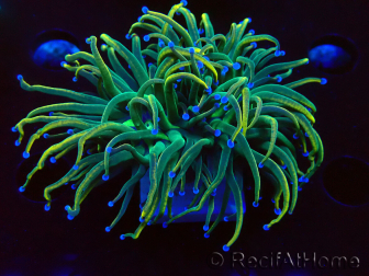 WYSIWYG Euphyllia glabrescens (Maricultura acclimatata sotto LED) 8K1