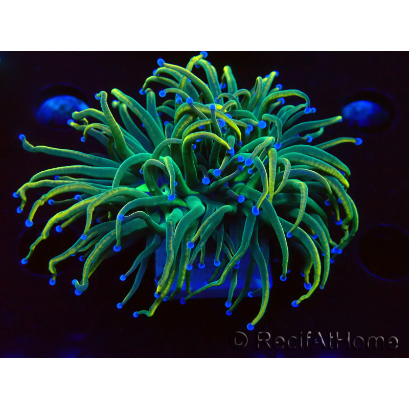 WYSIWYG Euphyllia glabrescens (Marikultur unter LED akklimatisiert) 8K1