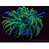 WYSIWYG Euphyllia glabrescens (Marikultur unter LED akklimatisiert) 8K1