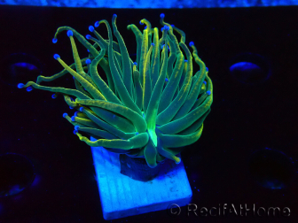 WYSIWYG Euphyllia glabrescens (Maricultured, acclimated under LED) 8K2