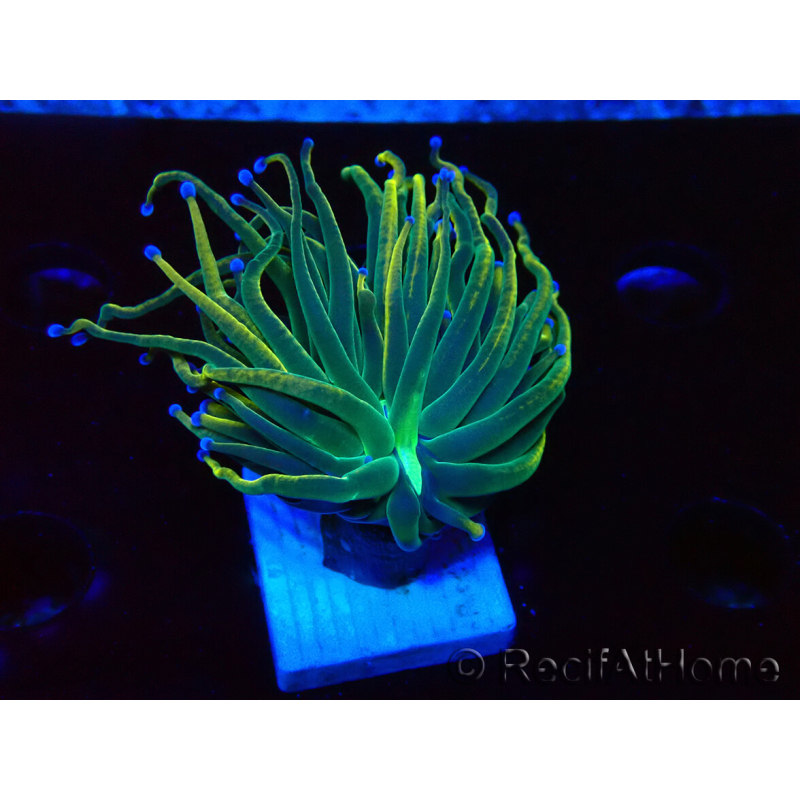 WYSIWYG Euphyllia glabrescens (Maricoltura acclimatata sotto LED) 8K2