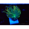 WYSIWYG Euphyllia glabrescens (Maricoltura acclimatata sotto LED) 8K2