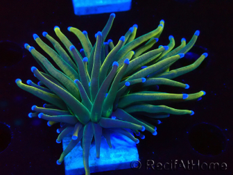 WYSIWYG Euphyllia glabrescens (Marikultur akklimatisiert unter LED) 8K3