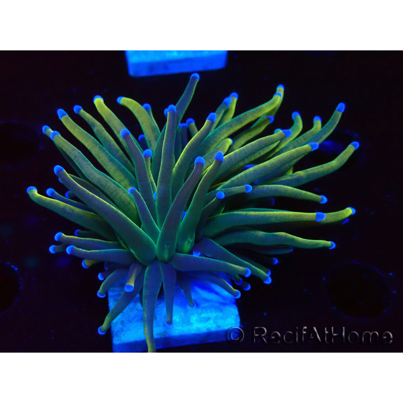 WYSIWYG Euphyllia glabrescens (Mariculture acclimated under LED) 8K3