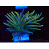 WYSIWYG Euphyllia glabrescens (Mariculture acclimated under LED) 8K3