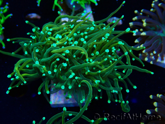 WYSIWYG Euphyllia glabrescens (Mariculture acclimated under LED) 8B1