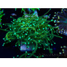 WYSIWYG Euphyllia glabrescens (Mariculture acclimaté sous LED) 8B1