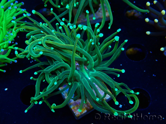 WYSIWYG Euphyllia glabrescens (Aquakultur akklimatisiert unter LED) 8B3