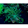 WYSIWYG Euphyllia glabrescens (Maricultura aclimatada bajo LED) 8B3