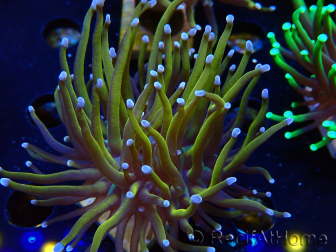 WYSIWYG Euphyllia glabrescens (Mariculture acclimaté sous LED) 8C5