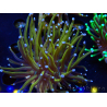 WYSIWYG Euphyllia glabrescens (Mariculture acclimaté sous LED) 8C5