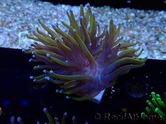 WYSIWYG Euphyllia glabrescens (Marikultur akklimatisiert unter LED) 8C6