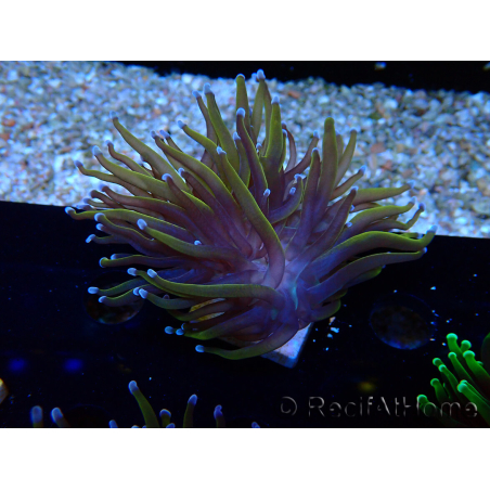 WYSIWYG Euphyllia glabrescens (Maricoltura acclimatata sotto LED) 8C6