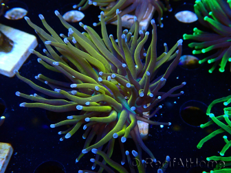WYSIWYG Euphyllia glabrescens (Mariculture acclimaté sous LED) 8D1
