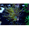 WYSIWYG Euphyllia glabrescens (Marikultur, akklimatisiert unter LED) 8D1