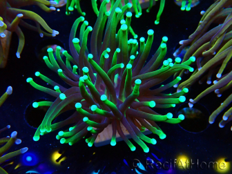 WYSIWYG Euphyllia glabrescens (Mariculture acclimated under LED) 8D5