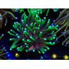 WYSIWYG Euphyllia glabrescens (Mariculture acclimaté sous LED) 8D5