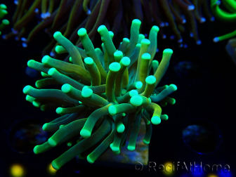 WYSIWYG Euphyllia glabrescens (Maricoltura acclimatata sotto LED) 8E5