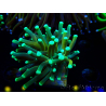 WYSIWYG Euphyllia glabrescens (Mariculture acclimated under LED) 8E5
