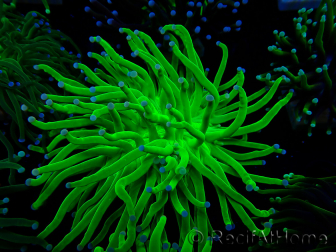 WYSIWYG Euphyllia glabrescens (Mariculture acclimated under LED) 8F3