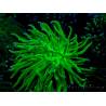 WYSIWYG Euphyllia glabrescens (Mariculture acclimated under LED) 8F3