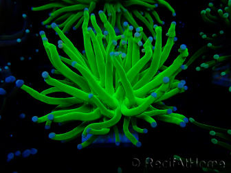 WYSIWYG Euphyllia glabrescens (Mariculture acclimated under LED) 8G1