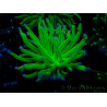 WYSIWYG Euphyllia glabrescens (Mariculture acclimated under LED) 8G1